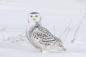 Snowy Owl 2