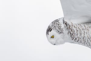 Snowy Owl 3