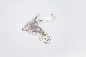 Snowy Owl 4