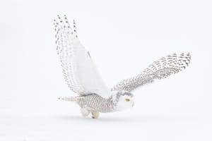 Snowy Owl 6