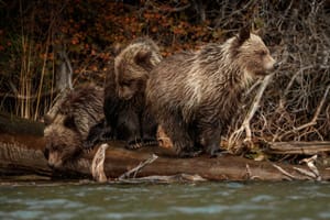 Grizzly Bear 1