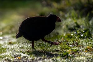 Takahe