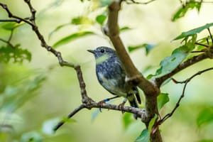 North Island Robin