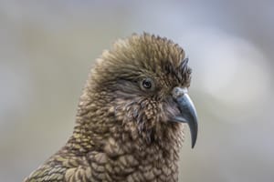 Kea