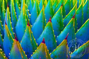 Sharks teeth