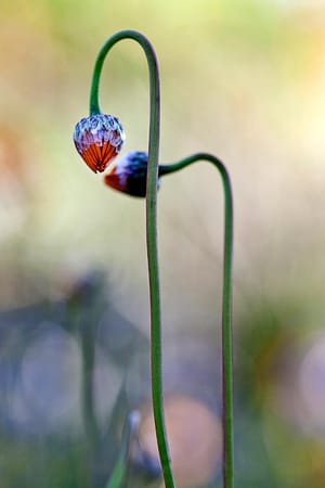 Budding flowers