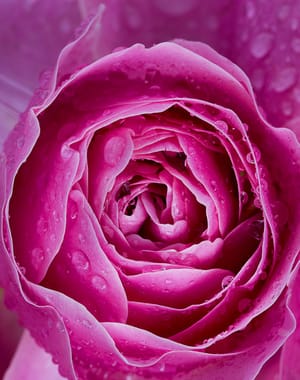 Water drop rose