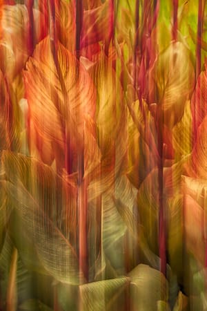 Cana Lily ICM