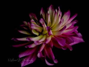 Dahlia