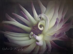 Purple Dahlia