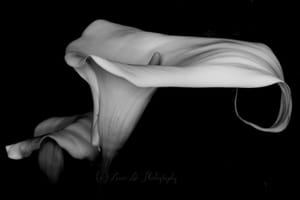 Arum Lilly