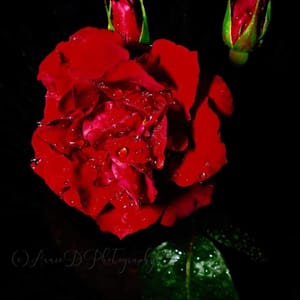 Sumptuous Red Rose