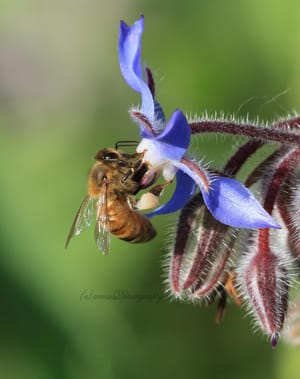 Bee in my Borage