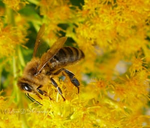 Bee in Autumn Yellow