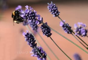 Bumble in Lavender