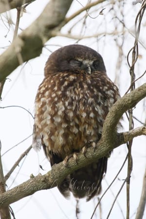 Morepork