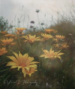 Wildflowers