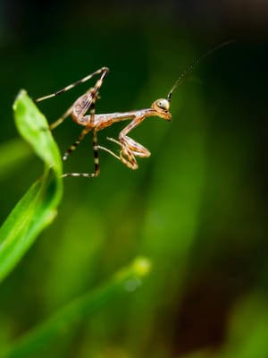 Baby mantis on the prowl