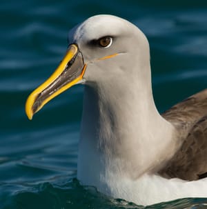 Bullers Albatross