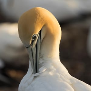 Gannet Preening