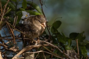 Garden Sparrow