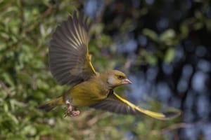 European Greenfinch