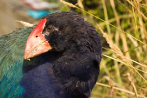 Takahe