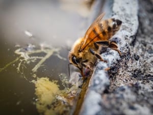 Hard work makes thirsty bees