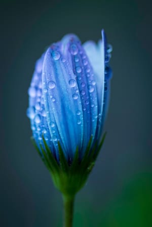 Rain drops on a new Flower