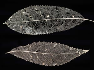 Skeletal leaves