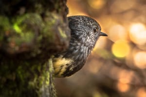 North Island Robin