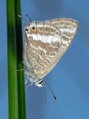 Long tailed blue butterfly