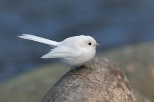 Rare leucistic fantail