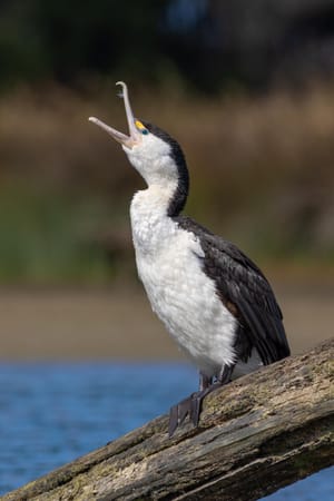 Pied shag stretching