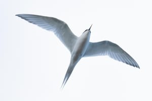 White fronted tern