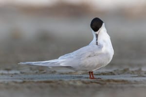 White fronted tern preening at dusk