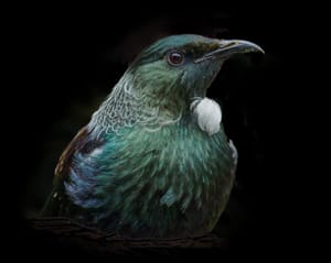 Tui portrait