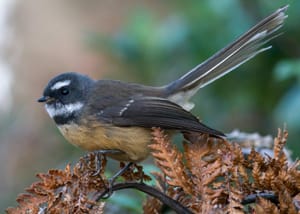 Fantail