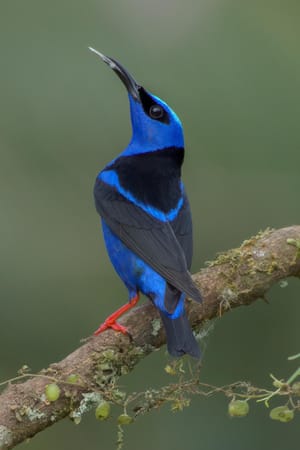 Red-legged Honeyeater