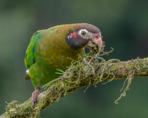 Parrot. Costa Rica