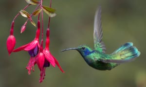 Hummingbird 2 Costa Rica