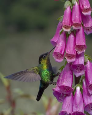 Hummingbird 3 Costa Rica