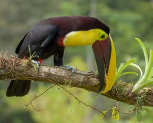 Chestnut Mandibled Toucan