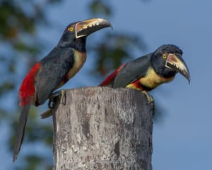 Collared Aracari