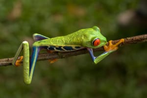 Red Eyed Tree Frog