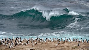 King Cormorant colony