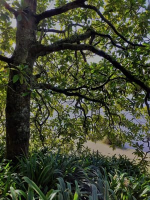 Virginia Lake, Whanganui