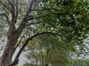 Trees at Pukekohe