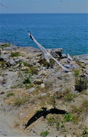 Golden Bay NZ