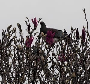 Wood Pigeon